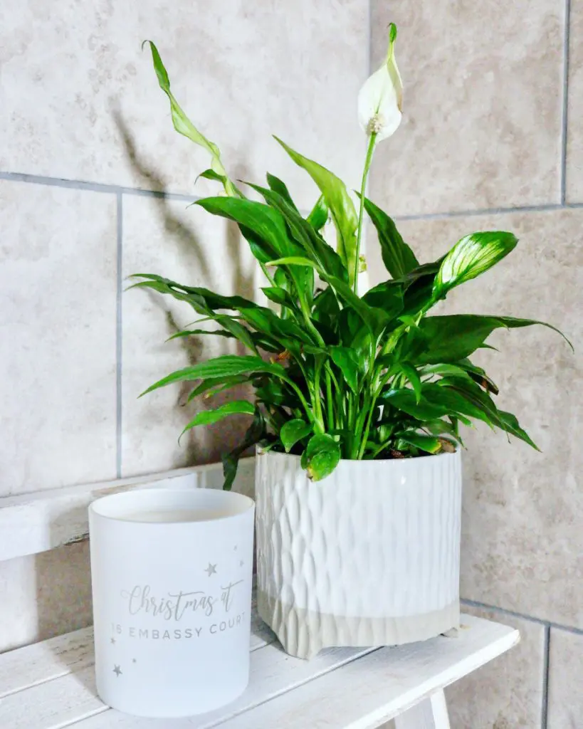 peace lily. Houseplants you can't kill.
