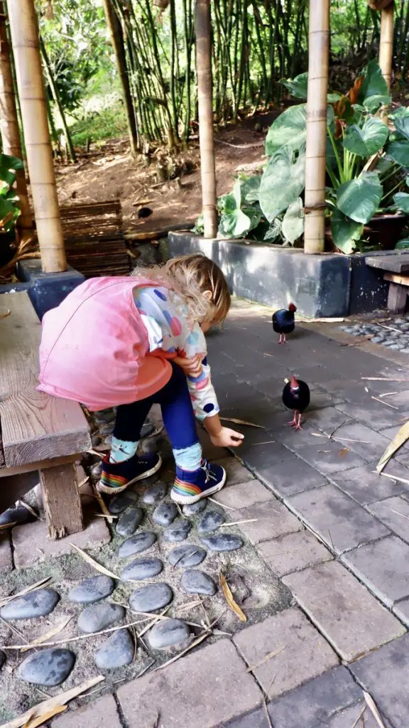 Bird taming
