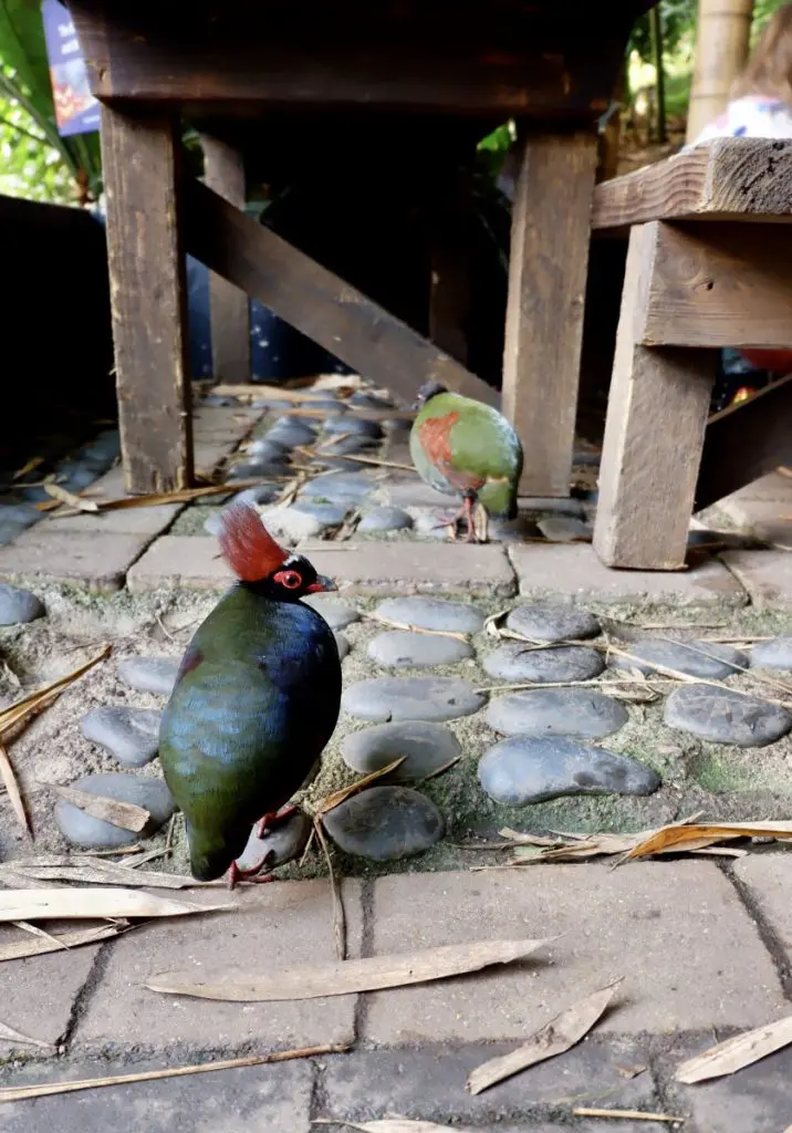 roul-roul partridge