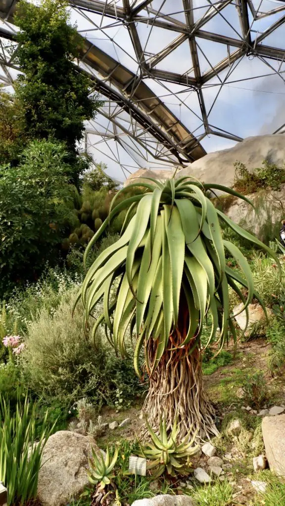 The Mediterranean Biome