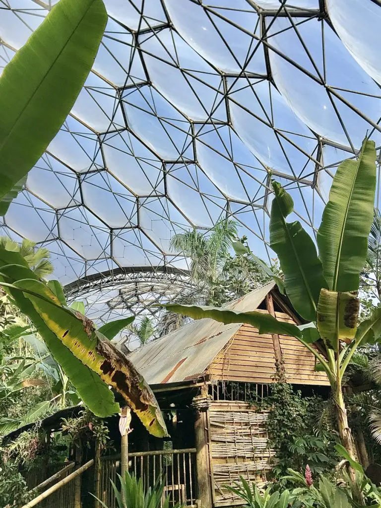 The Tropical Biome