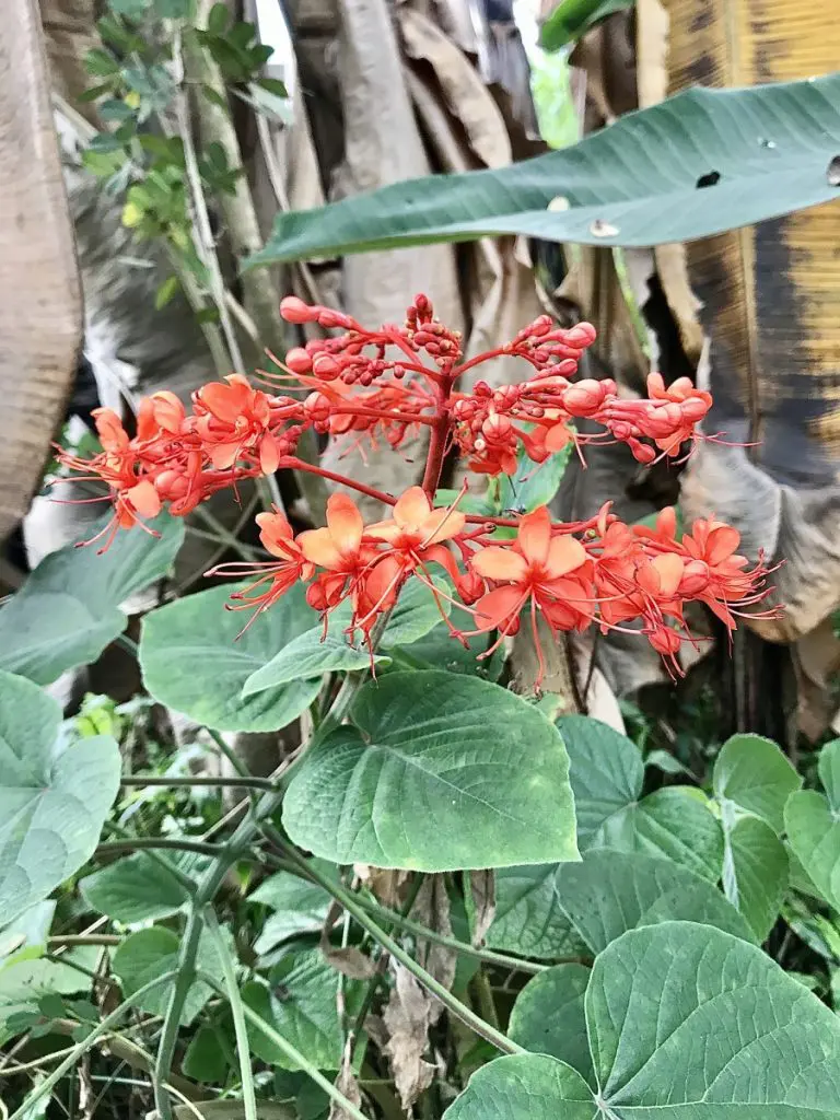 The Tropical Biome