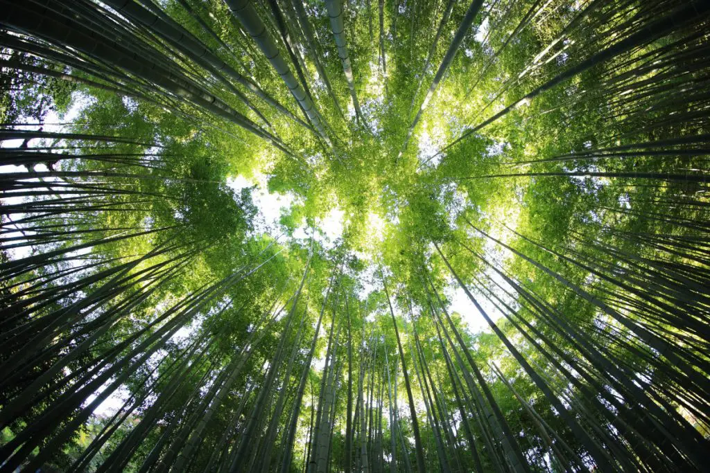 bamboo plant forest