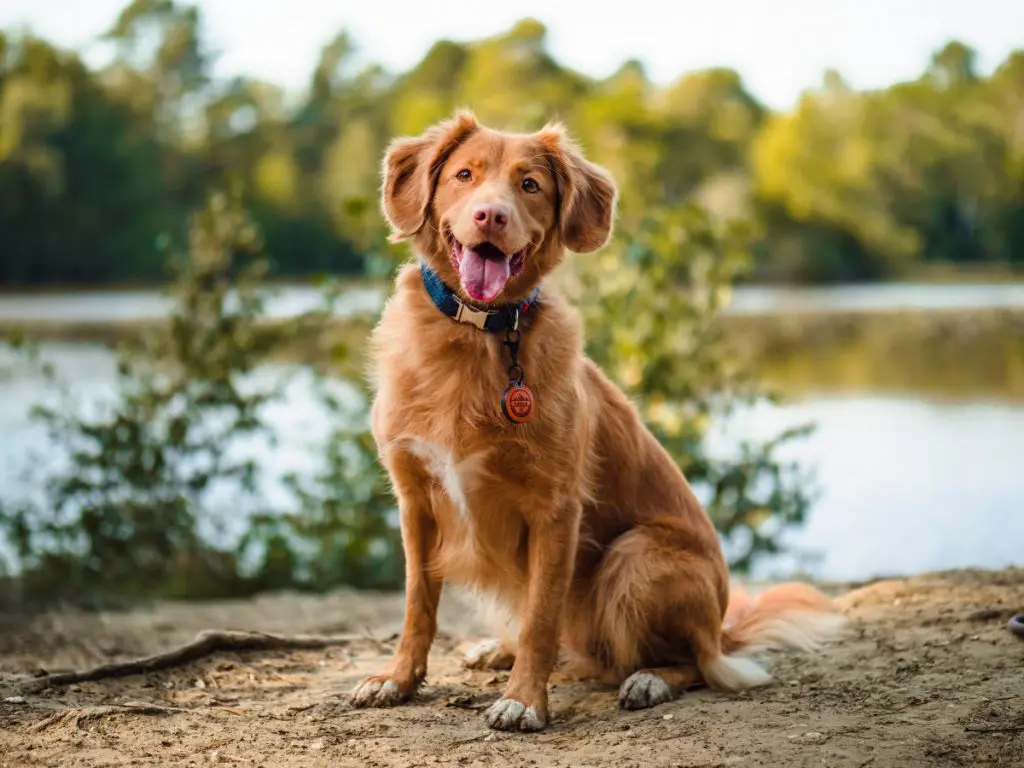 dog pet