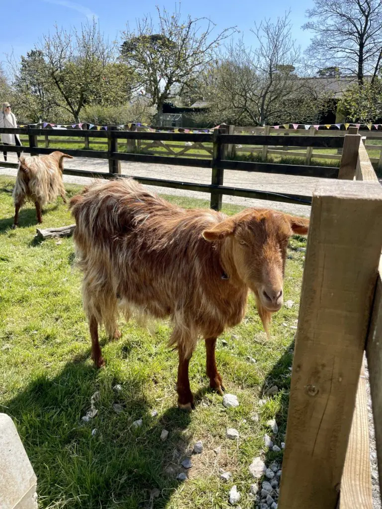 Heligan goat Heligan