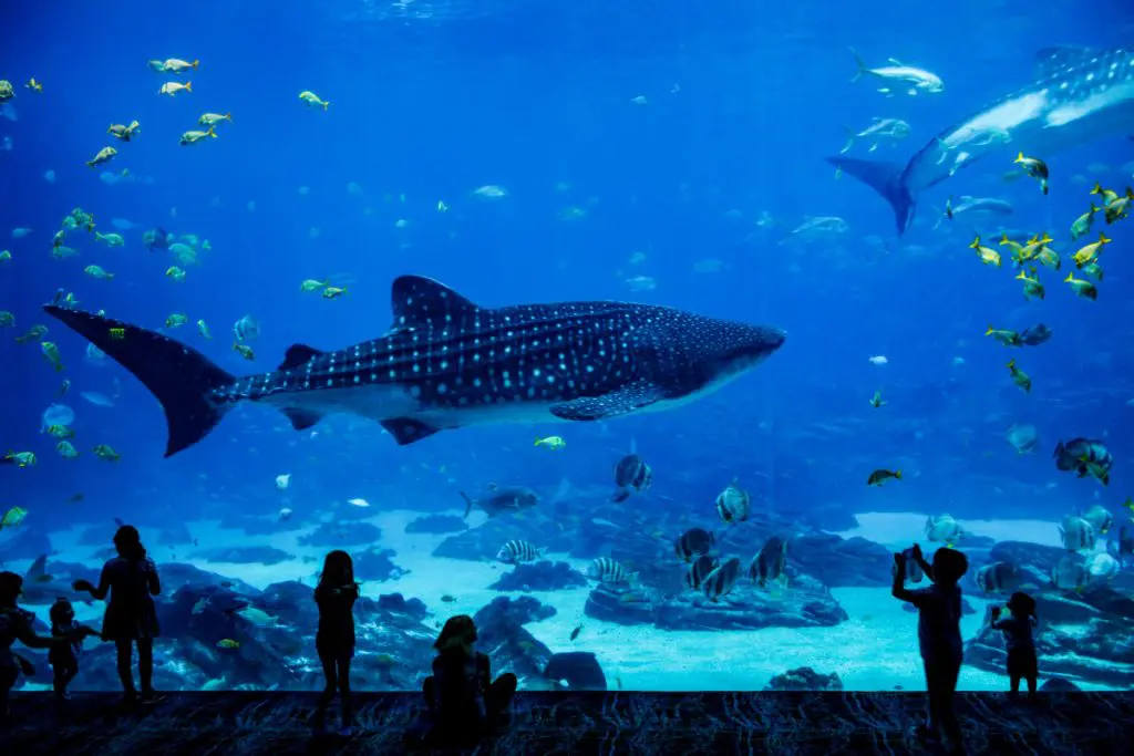 atlanta aquarium