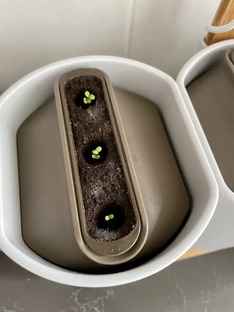 indoor herb garden indoor herb garden