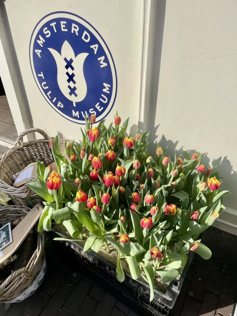 tulip museum amsterdam tulip museum amsterdam