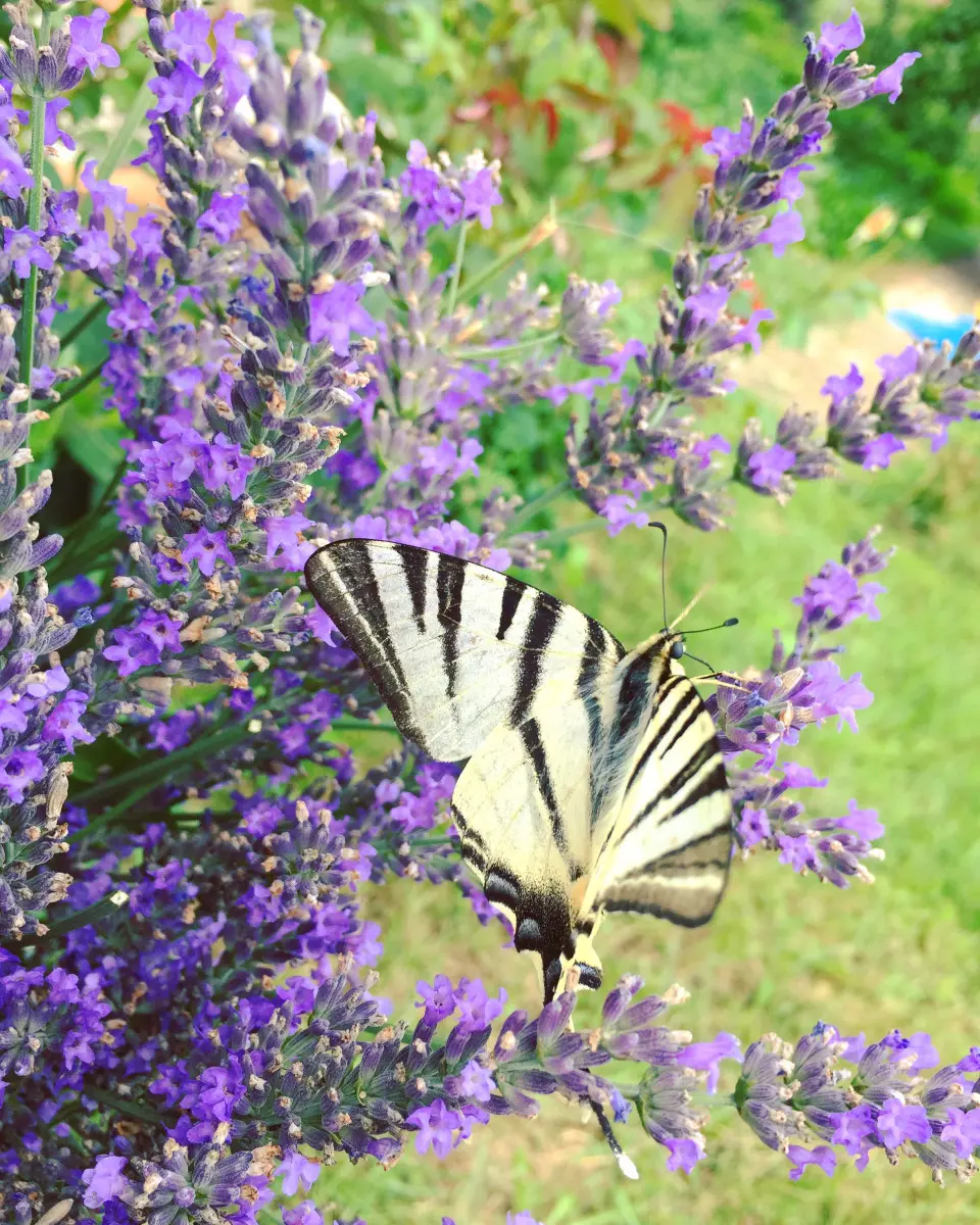 butterfly