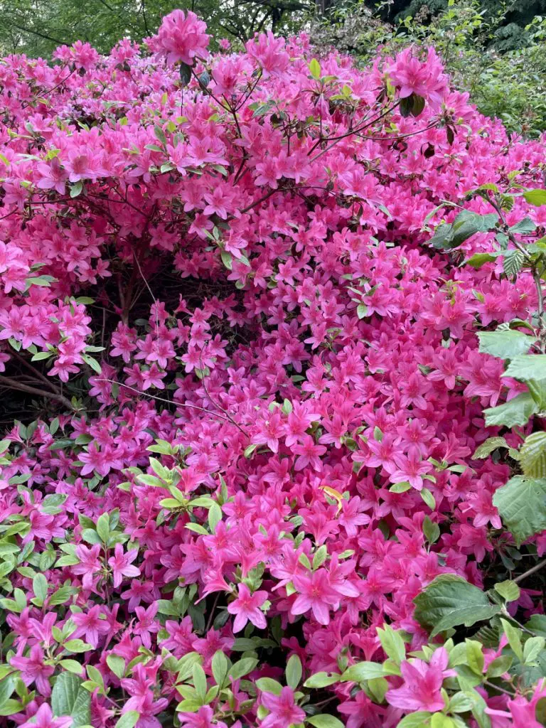 isabella plantation flowers