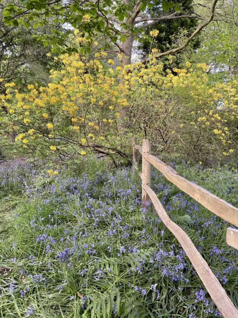 isabella plantation 