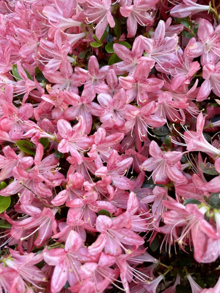 isabella plantation flowers