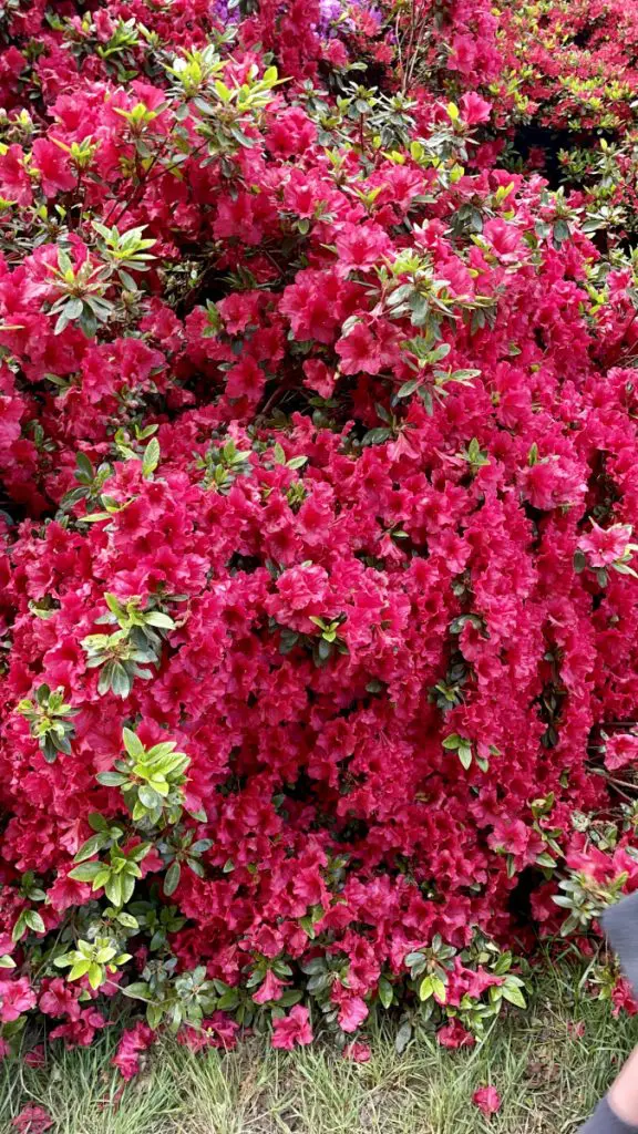 isabella plantation flowers