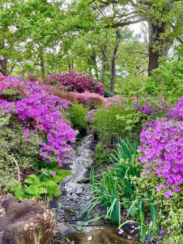isabella plantation