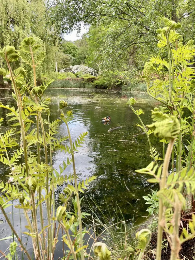 isabella plantation 