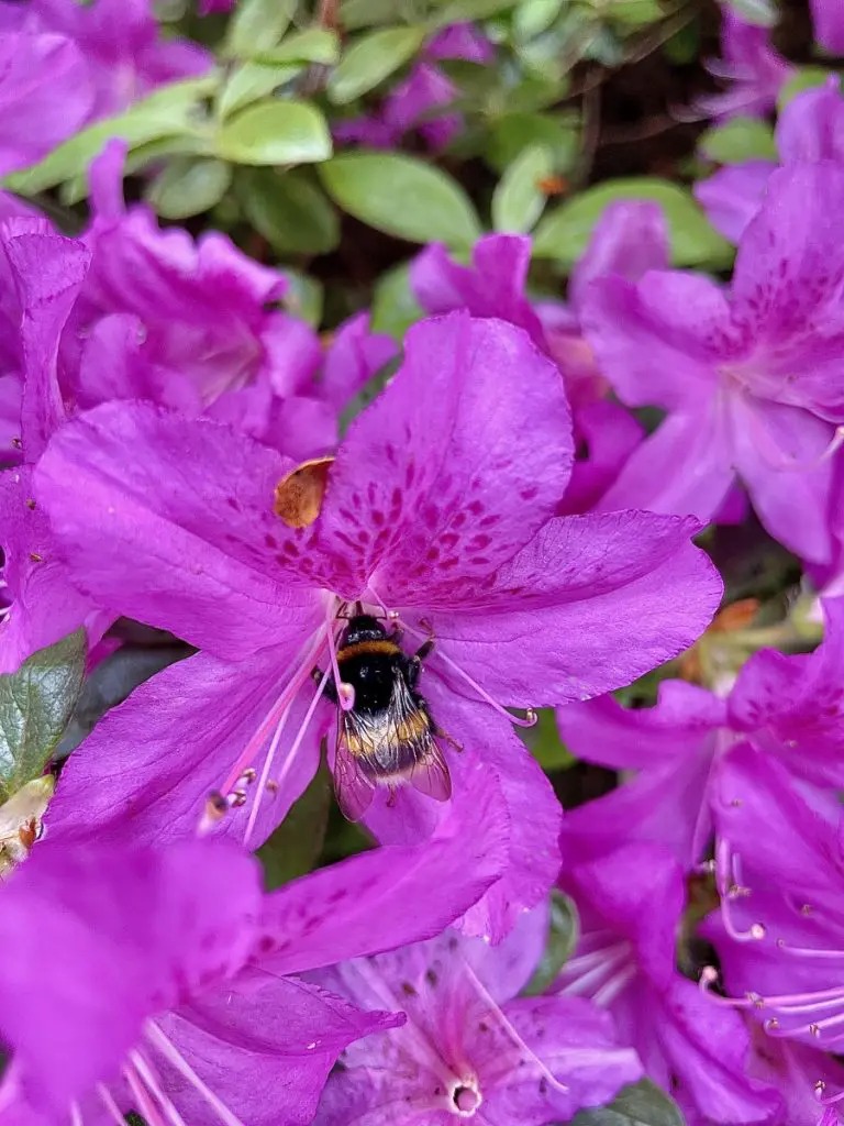 isabella plantation