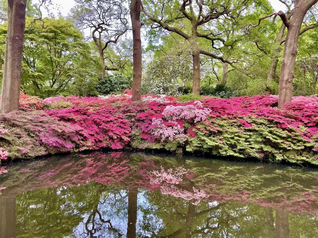 isabella plantation flowers