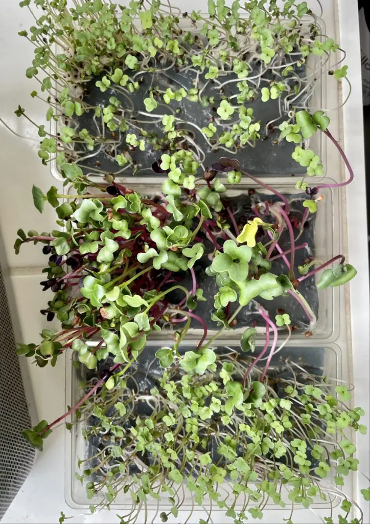 micro greens