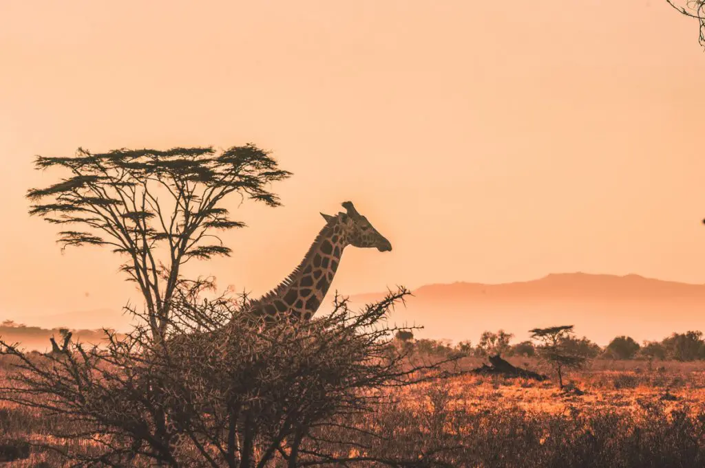 wild animal giraffe safari africa