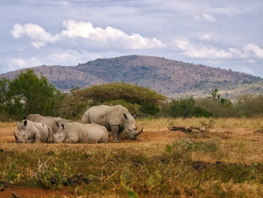 rhino africa safari