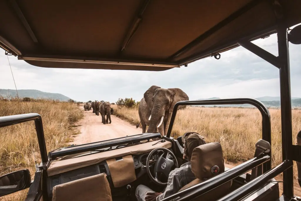elephant africa safari