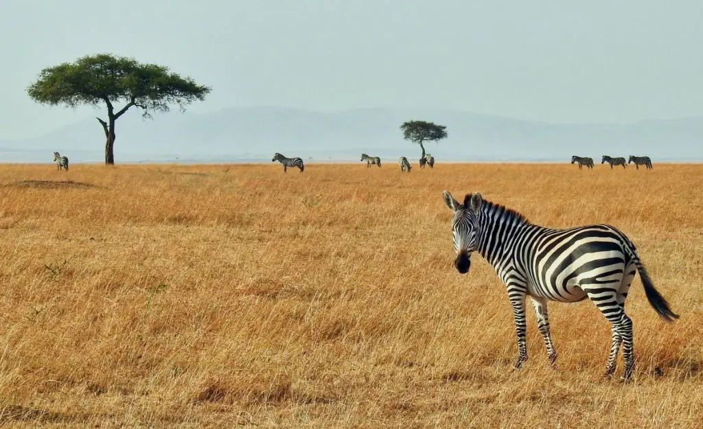 zebra africa safari
