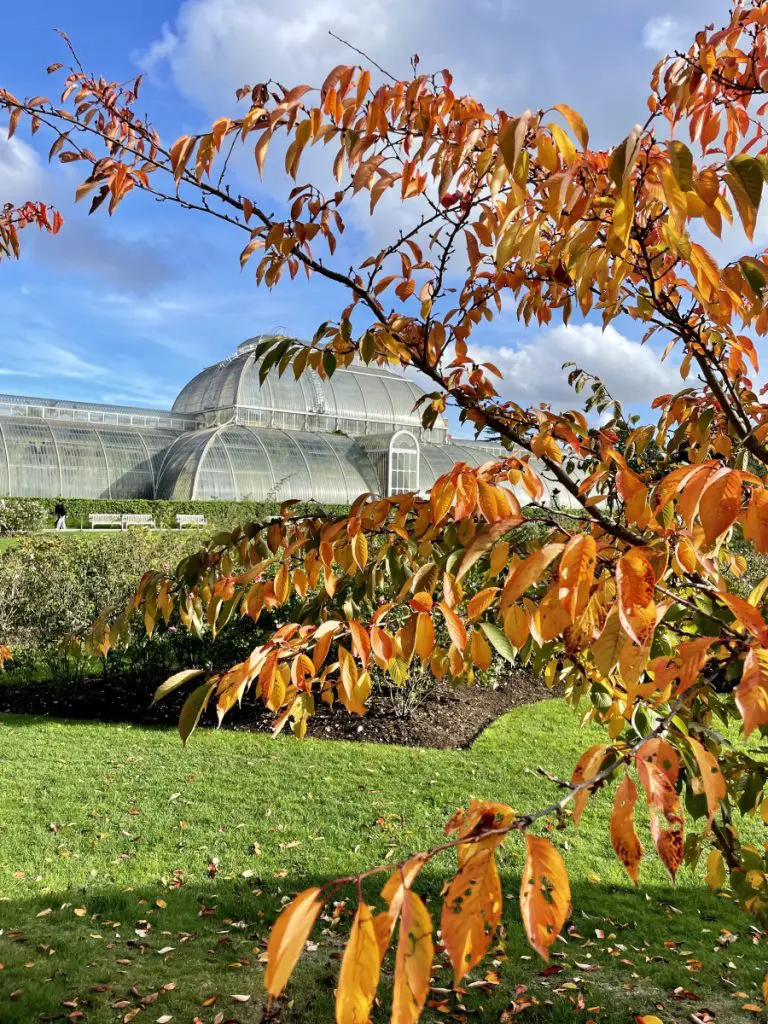 kew gardens london autumn