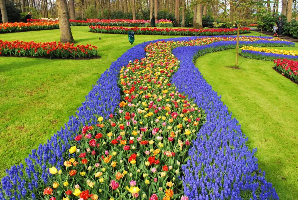 amsterdam garden tulips holland