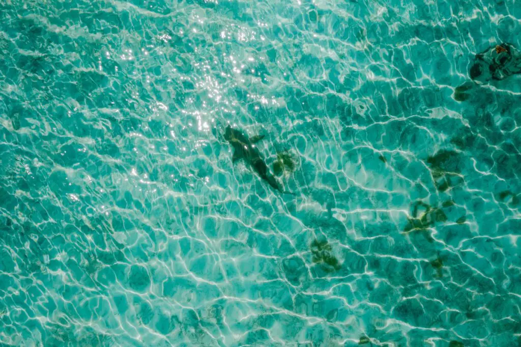 sea ocean