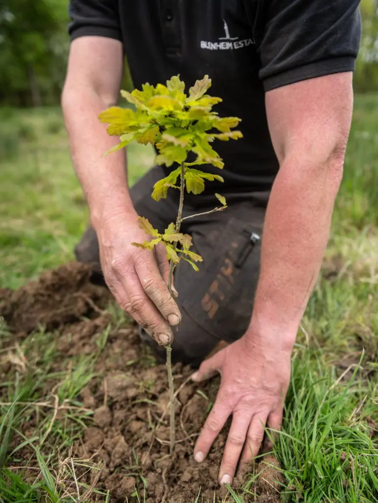 sponsor a tree