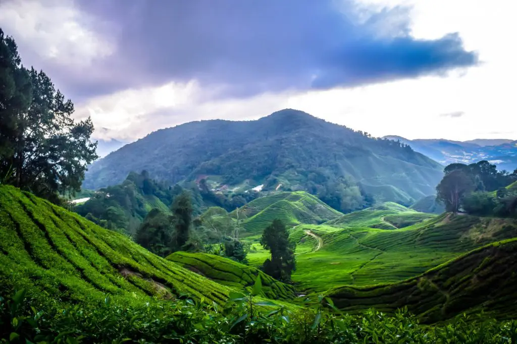 cameron highlands malaysia mountain asia cameron highlands malaysia mountain asia