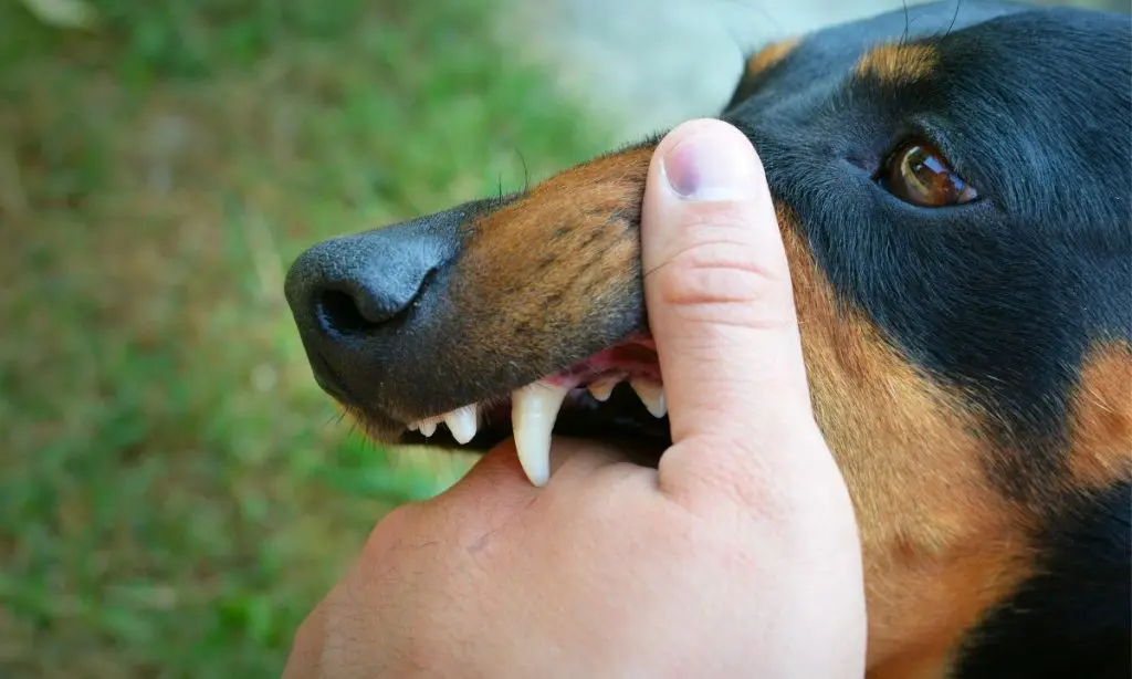 dog