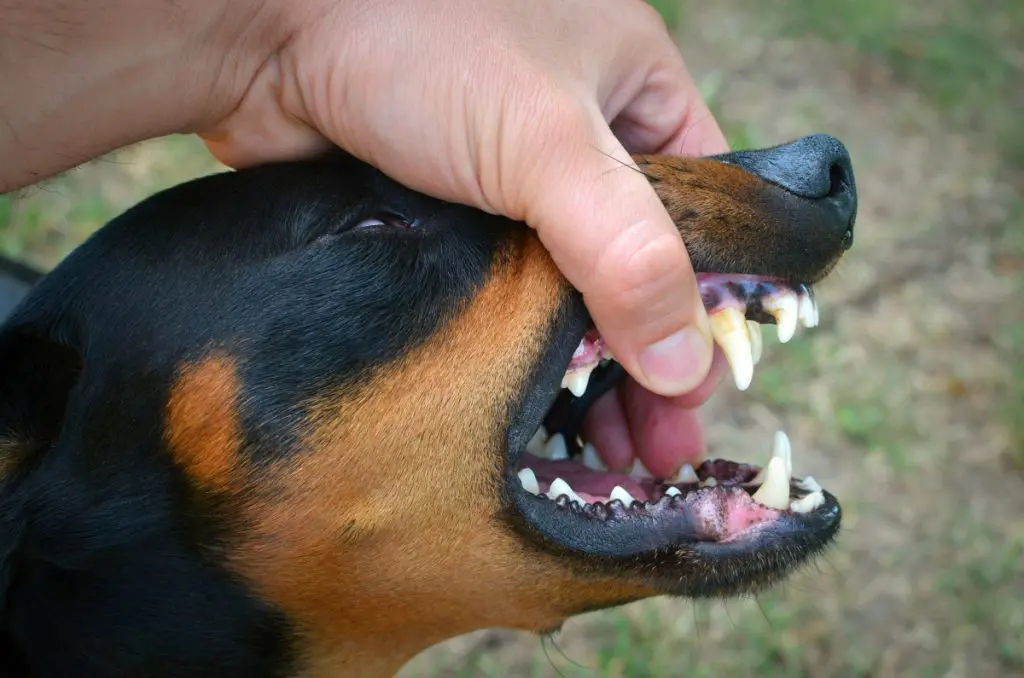 dog