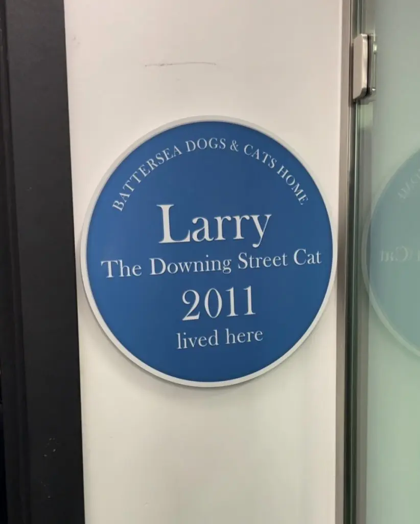 battersea cats Larry the Downing Street cat