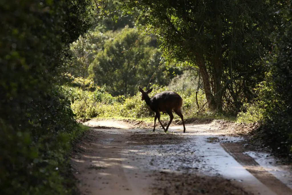 deer