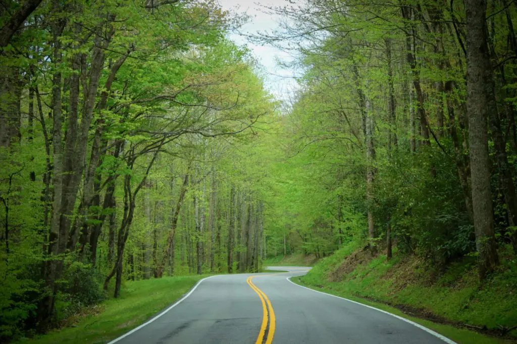 benefits of nature getaways - road forest drive usa