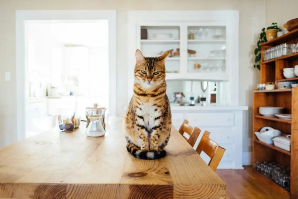 cat kitchen home