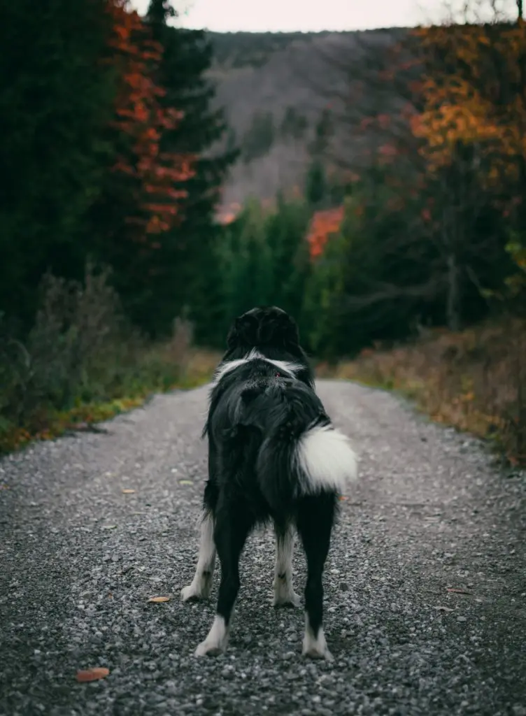 dog outdoor nature forest