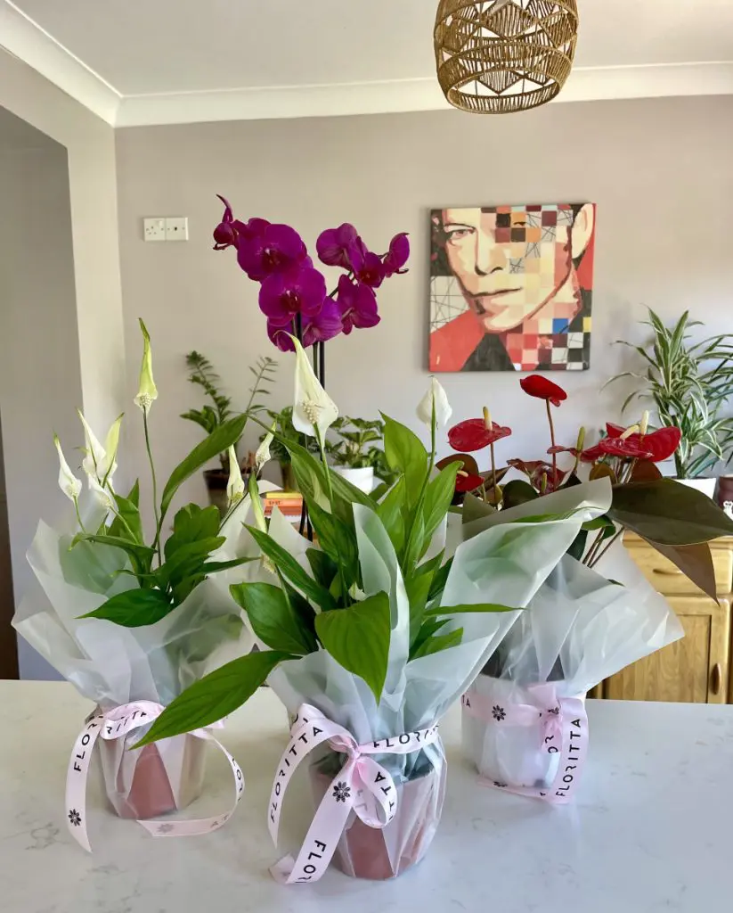 flowwow review