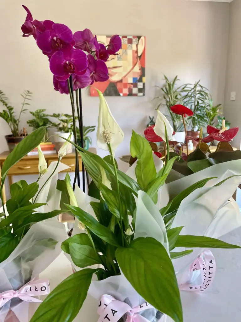 flowwow review