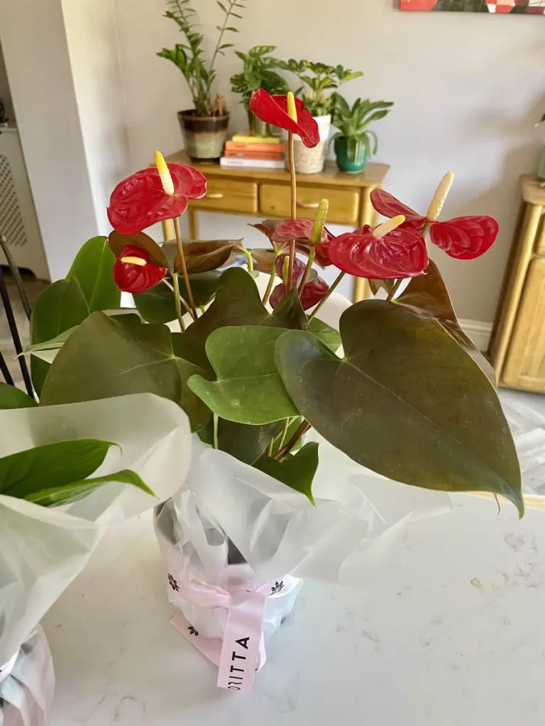 flowers udora review