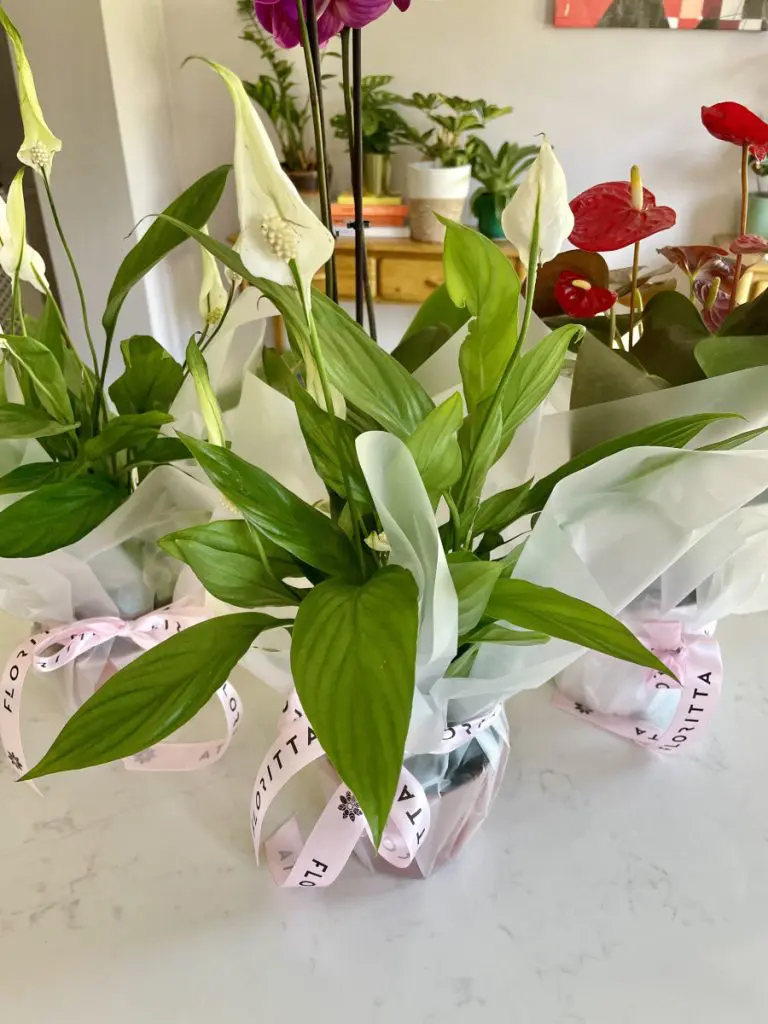flowers peace lilly udora review