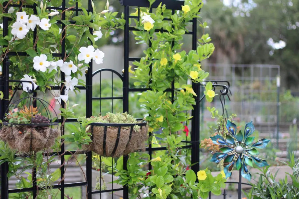trellis garden flower plant trellis garden flower plant