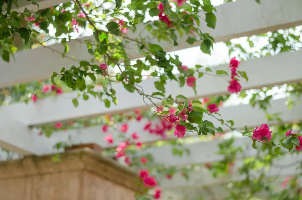 pergola trellis garden flower