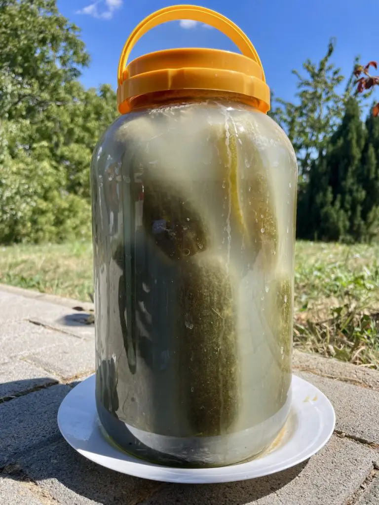 fermented gherkins