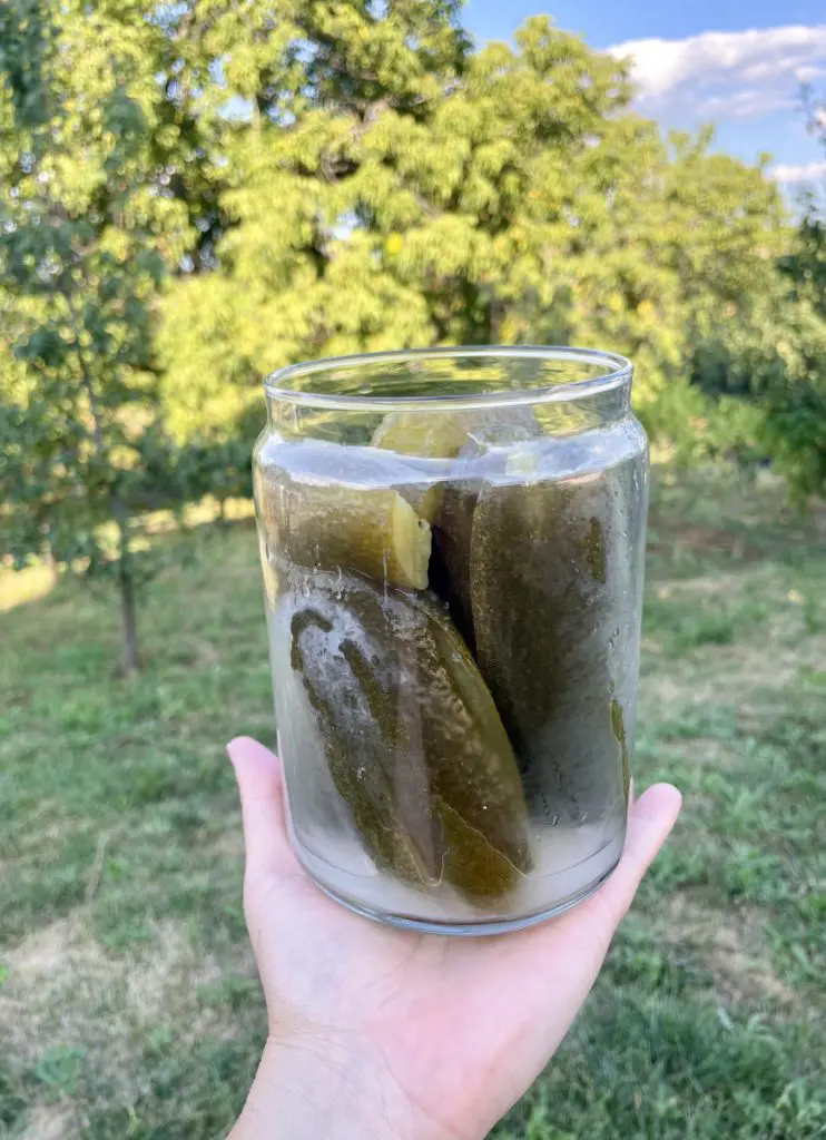 fermented gherkins