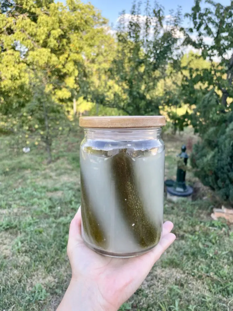 fermented gherkins