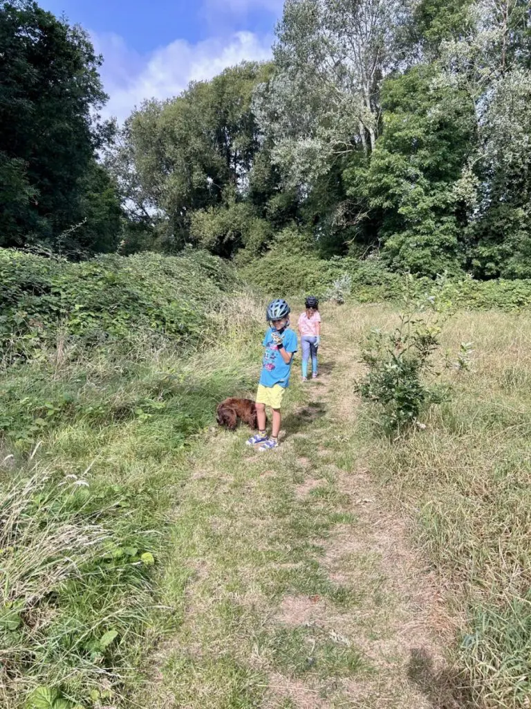 foraging