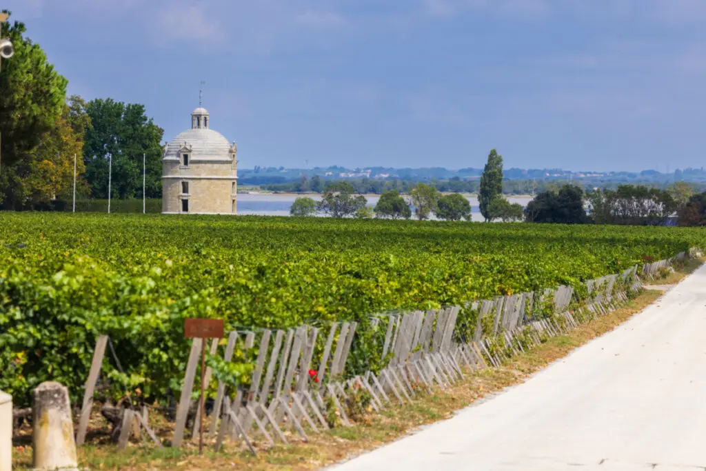 Medoc, France, Vineyard Medoc, France, Vineyard