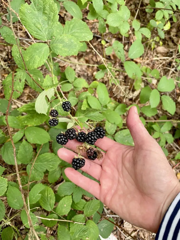 blackberry foraging